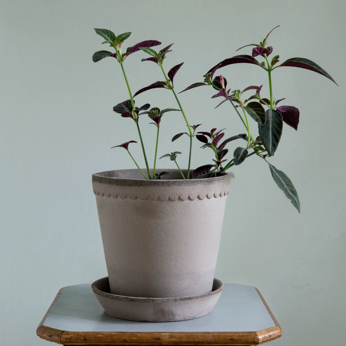 Bergs Potter - Blumentopf Flora RAW grau

