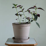 Bergs Potter - Blumentopf Flora RAW grau

