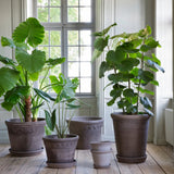 Bergs Potter - Blumentopf Flora RAW grau

