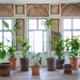Bergs Potter - Blumentopf Flora RAW grau

