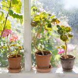 Bergs Potter - Blumentopf Flora RAW grau

