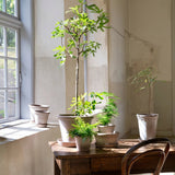 Bergs Potter - Blumentopf Flora RAW grau

