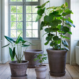 Bergs Potter - Blumentopf Flora RAW grau

