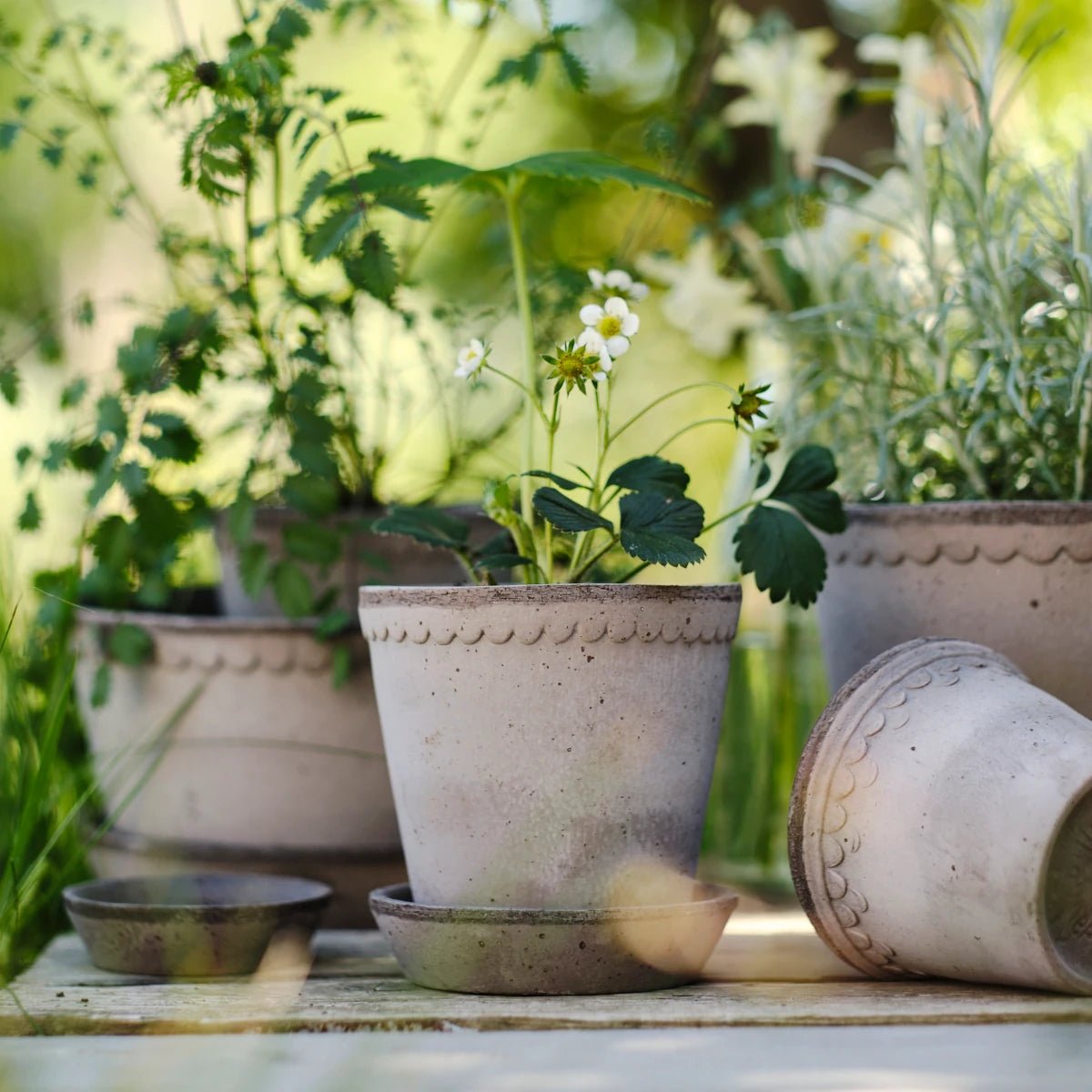 Bergs Potter - Blumentopf Helena RAW grau

