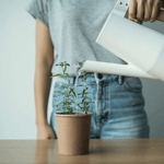 Bio Kräuterteemischung - Trink es, pflanze es von Rhoeco