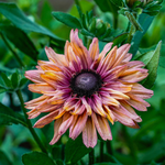 Blumenstrauss - Wild Bouquets Cool Flowers von Jora Dahl