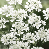 Blumenstrauss - Wild Bouquets Cool Flowers von Jora Dahl