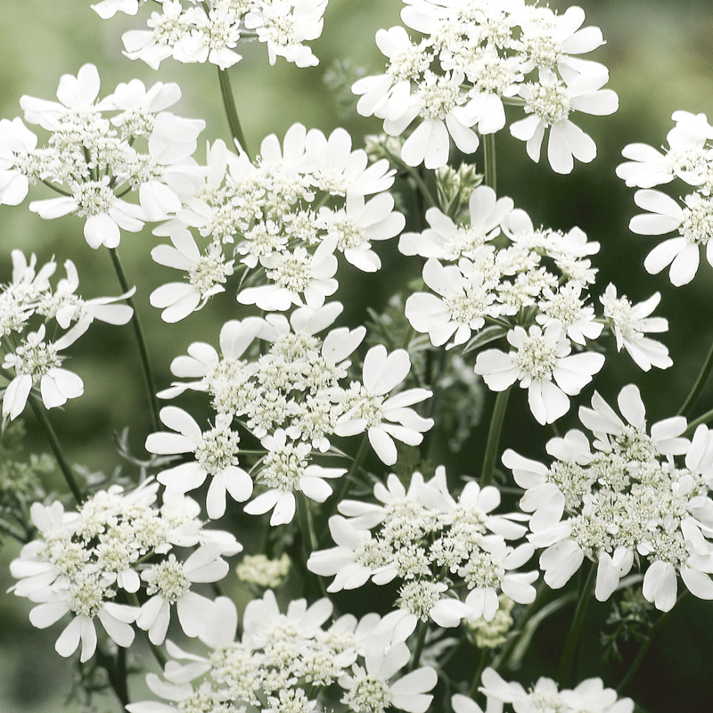 Blumenstrauss - Wild Bouquets Cool Flowers von Jora Dahl