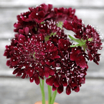 Blumenstrauss - Wild Bouquets Cool Flowers von Jora Dahl
