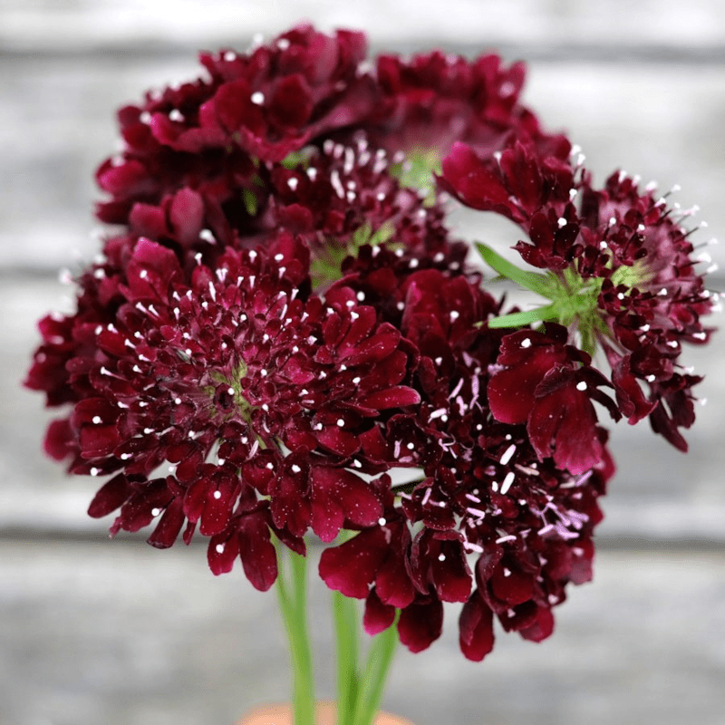 Blumenstrauss - Wild Bouquets Cool Flowers von Jora Dahl