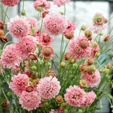 Blumenstrauss - Wild Bouquets Cool Flowers von Jora Dahl