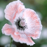 Blumenstrauss - Wild Bouquets soft apricot von Jora Dahl