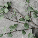 Dekoast - Eukalyptus von House Doctor