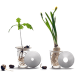 Geschenkset – Hydrokulturen von Botanopia