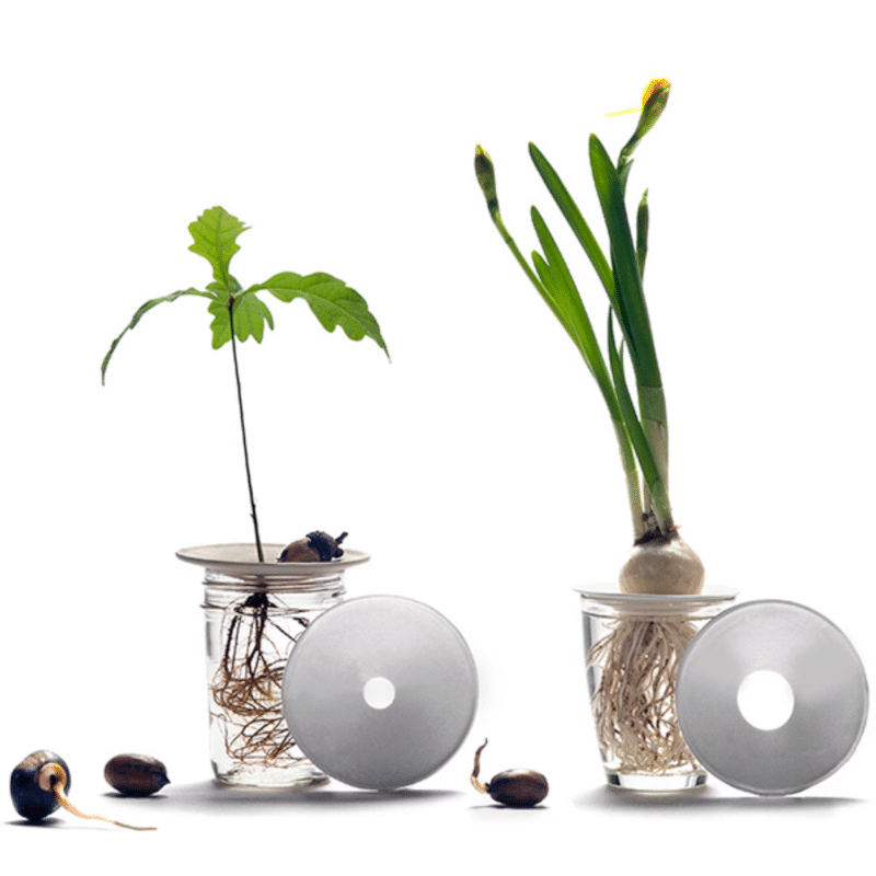 Geschenkset – Hydrokulturen von Botanopia
