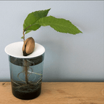 Geschenkset – Hydrokulturen von Botanopia