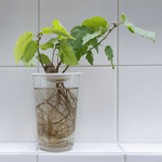 Geschenkset – Hydrokulturen von Botanopia