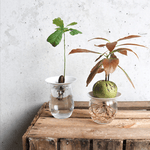 Geschenkset – Hydrokulturen von Botanopia