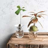 Geschenkset – Hydrokulturen von Botanopia