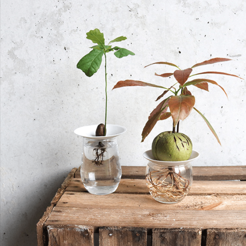 Geschenkset – Hydrokulturen von Botanopia