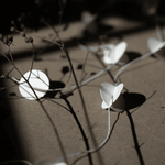 Girlande - Circle white von dbkd