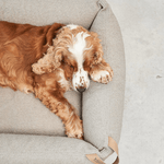 Hundebett Box - Mondo Cappuccino von MiaCara