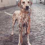 Hundehalsband - Bergamo braun von MiaCara