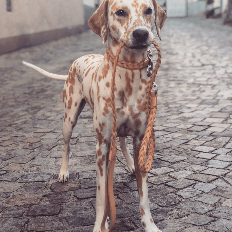 Hundehalsband - Bergamo braun von MiaCara