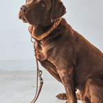 Hundehalsband - Bergamo braun von MiaCara