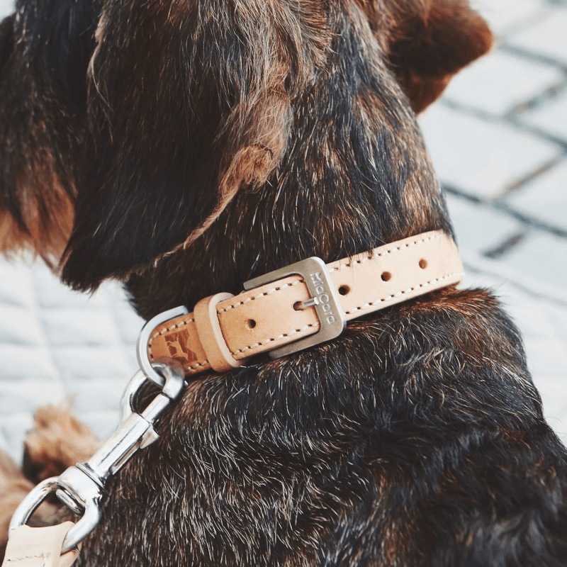 Hundehalsband - Bergamo schwarz von MiaCara