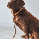 Hundeleine Glattleder - Bergamo braun von MiaCara