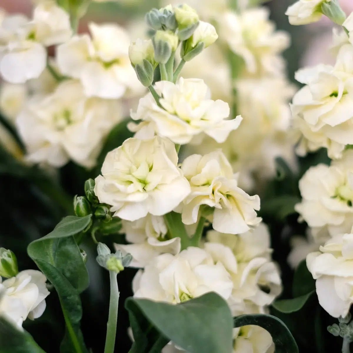Jora Dahl - Blumenstrauss Wild Bouquets New Cottage Garden
