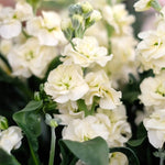 Jora Dahl - Blumenstrauss Wild Bouquets New Cottage Garden