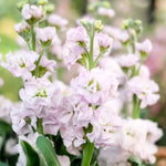 Jora Dahl - Blumenstrauss Wild Bouquets New Cottage Garden