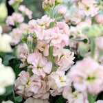 Jora Dahl - Blumenstrauss Wild Bouquets New Cottage Garden
