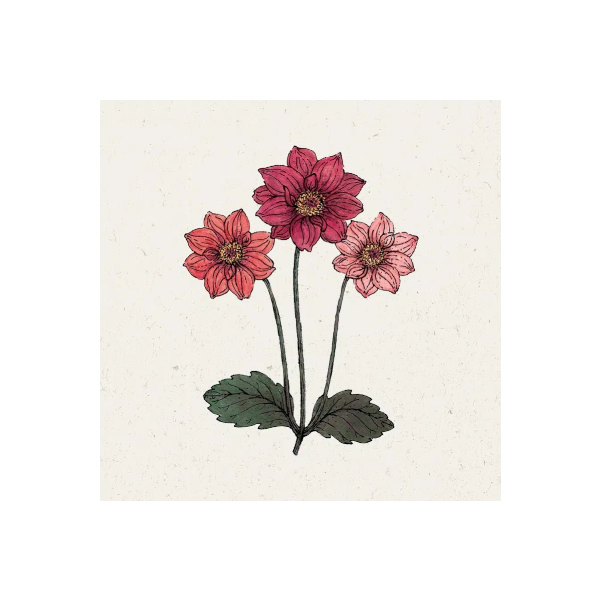 Jora Dahl - Pflanzensamen Dahlia variabilis Bishops Children