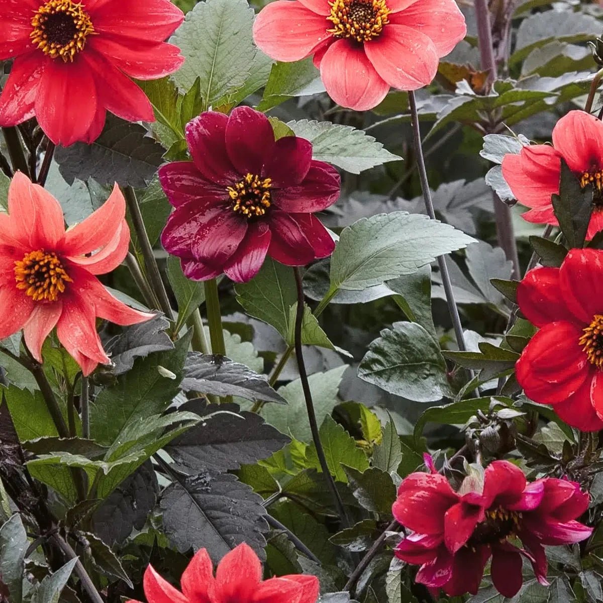 Jora Dahl - Pflanzensamen Dahlia variabilis Bishops Children