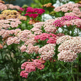 Pflanzensamen Schafgarbe Achillea millefolium Summer Berries