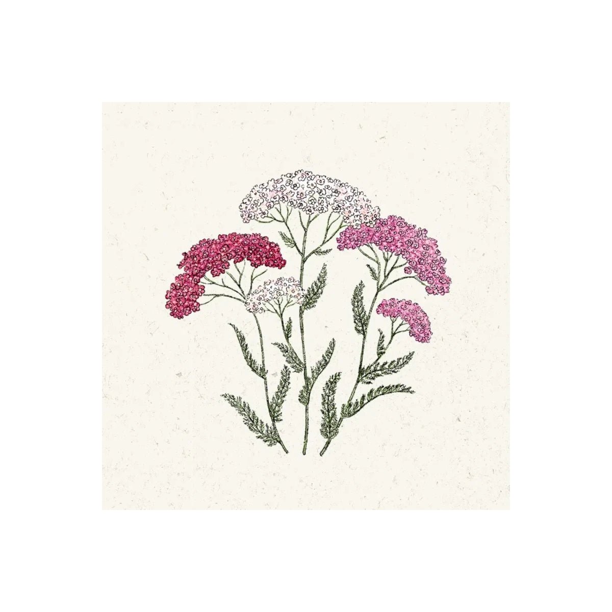 Pflanzensamen Schafgarbe Achillea millefolium Summer Berries