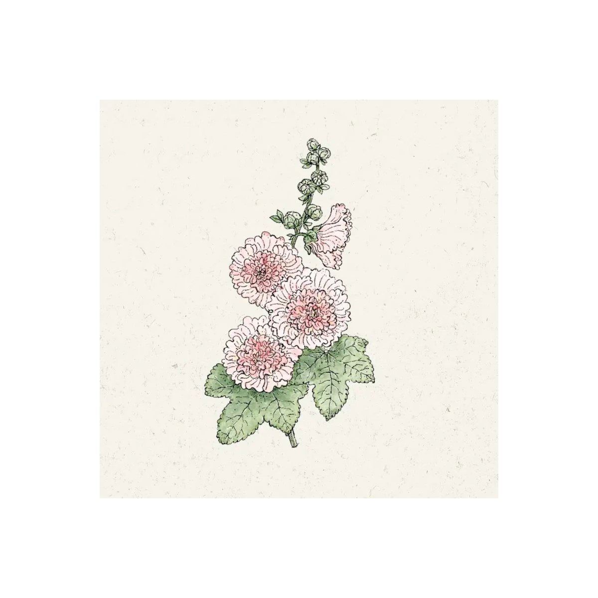 Jora Dahl - Pflanzensamen Stockrose Alcea rosea Queeny Salmon