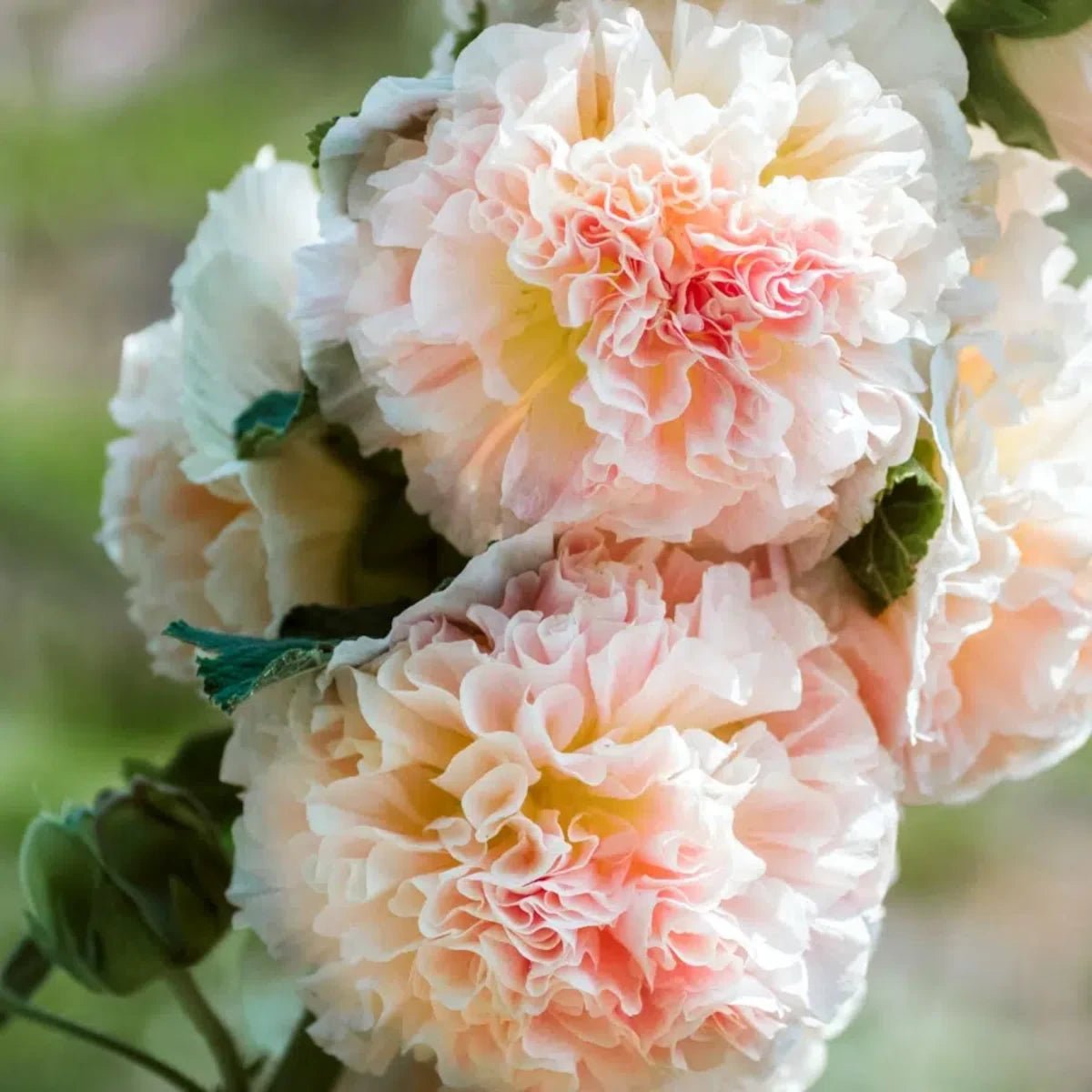 Jora Dahl - Pflanzensamen Stockrose Alcea rosea Queeny Salmon