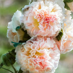 Jora Dahl - Pflanzensamen Stockrose Alcea rosea Queeny Salmon