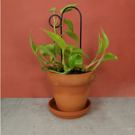 Kletterhilfe - Bump schwarz klein von Botanopia