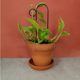 Kletterhilfe - Bump schwarz klein von Botanopia