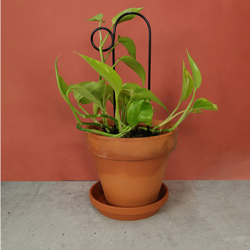 Kletterhilfe - Bump schwarz klein von Botanopia