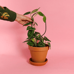 Kletterhilfe - Hoop schwarz klein von Botanopia