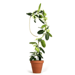Kletterhilfe - Plant Stake Arch gold von Botanopia