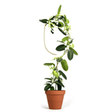 Kletterhilfe - Plant Stake Arch gold von Botanopia