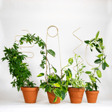 Kletterhilfe - Plant Stake Arch gold von Botanopia