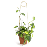 Kletterhilfe - Plant Stake Pin gold von Botanopia